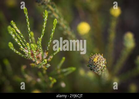 Der Cape Flats Conebush, Leucadendron levisanus, ist eine vom Aussterben bedrohte Cape Flats Sand Fynbos Art im Table Mountain National Park in Kapstadt. Stockfoto