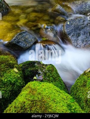 Frischer Gebirgsbach, der kleine Wasserfälle über Felsen in moosiger Umgebung bildet Stockfoto