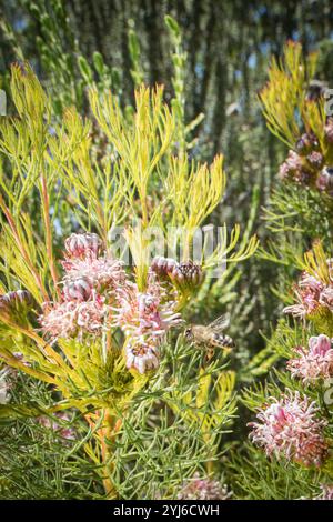 Cape Honey Bee, APIs mellifera capensis, Besuch des kritisch gefährdeten Rondevlei Spiderhead, Serruria foeniculacea, des Tafelberg-Nationalparks. Stockfoto