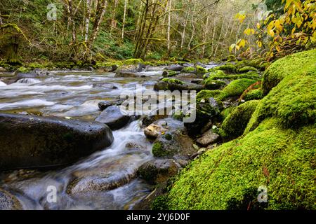 Moosbedeckte Felsen säumen Ufer eines Gebirgsbaches, der über felsiges Flussbett fließt Stockfoto