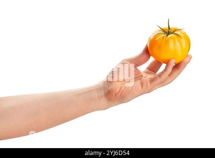 Gelbe Tomate im Handweg isoliert auf weiß Stockfoto