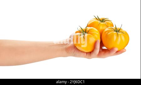 Gelbe Tomate im Handweg isoliert auf weiß Stockfoto