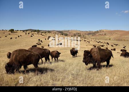 Eine große Herde amerikanischer Buffalo oder Bison, die in den Hügeln und Graslandschaften von South Dakota, USA, weidet. Stockfoto