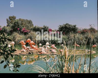 Eine Gruppe von leuchtenden rosa Flamingos an einem üppigen Teich mit Grün und Blumen im Hintergrund an einem sonnigen Tag. Stockfoto