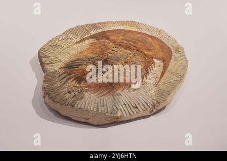 Erhaltenes Trilobiten-Fossil in Fels Stockfoto