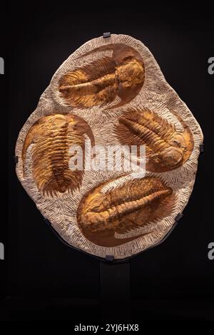 Erhaltene Trilobiten-Fossilien im Felsen Stockfoto