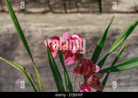 Rosa Cymbidium Orchidee blüht Stockfoto