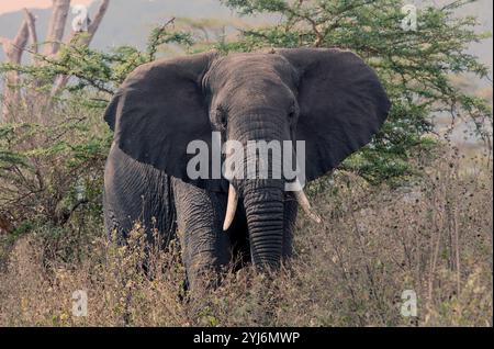 Männlicher Buschelefant in afrika Stockfoto