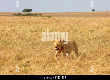 Junger männlicher Löwe im Serengeti-Nationalpark Tansania, Ostafrika Stockfoto