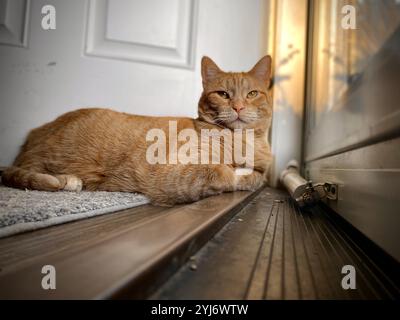 Eine orangene Tabbykatze, die im Sonnenlicht auf dem Boden liegt und sich im Fenster sonnt Stockfoto