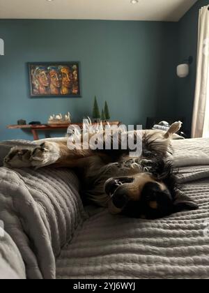 Ein verschlafener Hund, der in einem gemütlichen Bett liegt, ein fauler Welpe schläft Stockfoto