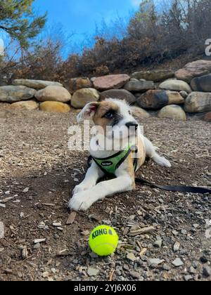 Ein süßer brauner und weißer Welpe, der sich an einem sonnigen Sommertag mit einem Tennisball im Vorgarten niederlegt Stockfoto