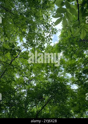 Malerischer Blick auf den Wald an einem Sommertag in Peachtree City, Georgia, USA Stockfoto