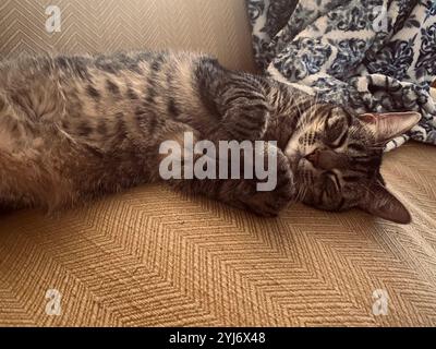 Eine graue Tabby-Katze schläft auf gelbem Sofa, gemütlich und kuschelig neben blauer Decke Stockfoto