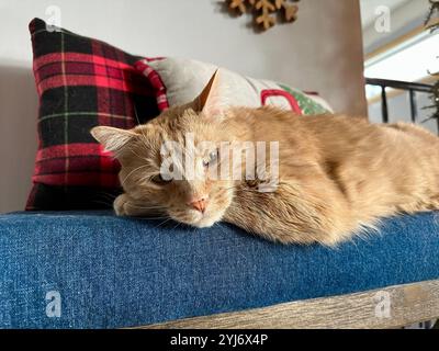 Eine orangene Katze liegt auf einem weichen Stuhl und wird während der Feiertage zu Weihnachten im Dezember gemütlich Stockfoto