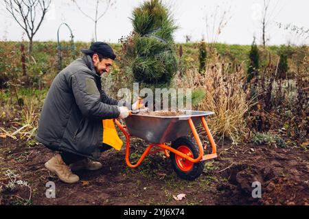 Glücklicher Gärtner, der Kiefer im herbstlichen Garten mit Schubkarre pflanzt. Der Mensch entfernt Drahtgeflecht und Sackleinen um die Wurzeln Stockfoto