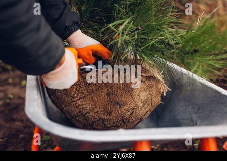 Der Gärtner entfernt Maschendraht und Sackleinen um die Wurzelkugel des Kiefernbaums, bevor er in den Boden gepflanzt wird Stockfoto