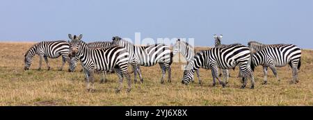 Plains Zebras in der Savanne Ostafrikas Stockfoto