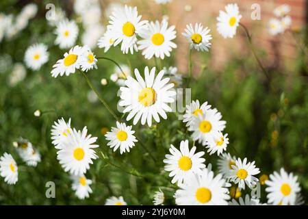 Gelbe und weiße Ochsenaugen-Gänseblümchen wachsen in der Sonne entlang einer roten Ziegelmauer. Stockfoto