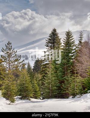 Wunderschöne, verschneite Bergszene mit hohen Kiefern unter bewölktem Himmel, die die friedliche Natur des Winters einfangen. Stockfoto