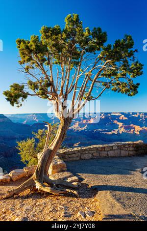 Warmes Licht am späten Tag; Grandview Point; Grand Canyon National Park; Arizona: USA Stockfoto