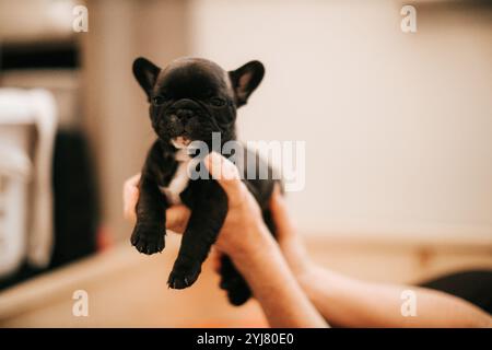 Brindle French Bulldog Hündchen Stockfoto