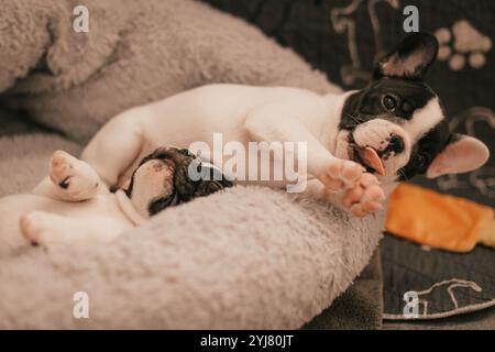 Gähne Welpen Schlafen Zusammen Stockfoto