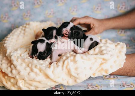 Gähnendes Hündchen Fotoshooting Stockfoto