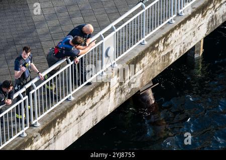 Seattle, USA. November 2024. Kurz nach 14:00 Uhr eilten die Polizei und die Küstenwache nach Elliott Bay, wo eine Person im Wasser gemeldet wurde. Feuer und Taucher kamen und fanden eine Person unter dem Pier nahe Pier 66. Feuer versuchte lebensrettende Hilfe, schließlich erlag der Patient seinen Verletzungen. James Anderson/Alamy Live News Stockfoto