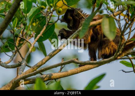 Ein getufteter Kapuzineraffe (Sapajus apella), auch bekannt als brauner Kapuziner, Kapuziner mit schwarzem Deckel, der in einem Baum in der Nähe von Bonito, Mato Grosso do Sul, Bra, lebt Stockfoto