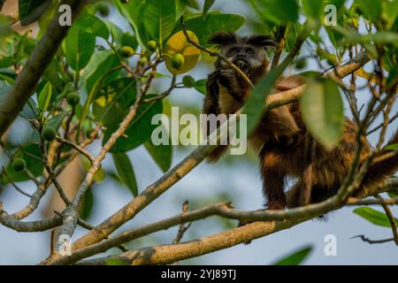 Ein getufteter Kapuzineraffe (Sapajus apella), auch bekannt als brauner Kapuziner, Kapuziner mit schwarzem Deckel, der in einem Baum in der Nähe von Bonito, Mato Grosso do Sul, Bra, lebt Stockfoto