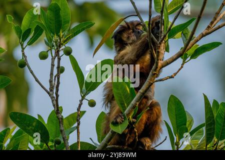 Ein getufteter Kapuzineraffe (Sapajus apella), auch bekannt als brauner Kapuziner, Kapuziner mit schwarzem Deckel, der in einem Baum in der Nähe von Bonito, Mato Grosso do Sul, Bra, lebt Stockfoto