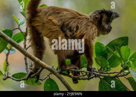 Ein getufteter Kapuzineraffe (Sapajus apella), auch bekannt als brauner Kapuziner, Kapuziner mit schwarzem Deckel, trägt ein Baby in einem Baum in der Nähe von Bonito, Mato Grosso do Stockfoto