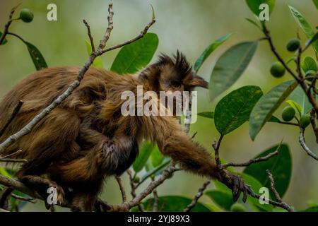 Ein getufteter Kapuzineraffe (Sapajus apella), auch bekannt als brauner Kapuziner, Kapuziner mit schwarzem Deckel, trägt ein Baby in einem Baum in der Nähe von Bonito, Mato Grosso do Stockfoto