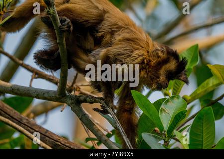 Ein getufteter Kapuzineraffe (Sapajus apella), auch bekannt als brauner Kapuziner, Kapuziner mit schwarzem Deckel, trägt ein Baby in einem Baum in der Nähe von Bonito, Mato Grosso do Stockfoto