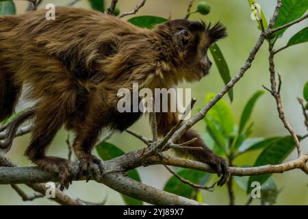 Ein getufteter Kapuzineraffe (Sapajus apella), auch bekannt als brauner Kapuziner, Kapuziner mit schwarzem Deckel, trägt ein Baby in einem Baum in der Nähe von Bonito, Mato Grosso do Stockfoto