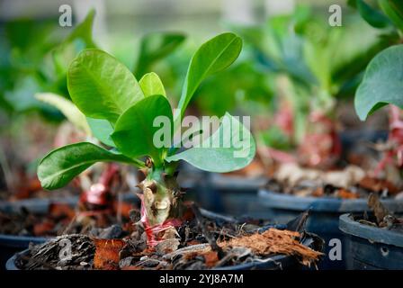 Atemberaubende Euphorbia milii Pflanzenblätter auf schwarzem Plastiktopf mit unscharfem Hintergrund. Stockfoto