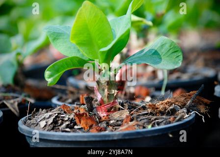 Atemberaubende Euphorbia milii Pflanzenblätter auf schwarzem Plastiktopf mit unscharfem Hintergrund. Stockfoto