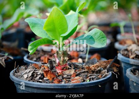 Atemberaubende Euphorbia milii Pflanzenblätter auf schwarzem Plastiktopf mit unscharfem Hintergrund. Stockfoto