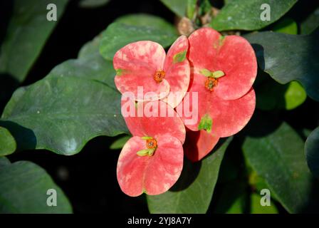 Rote Euphorbia milii, die Dornenkrone, Christuspflanze oder Christusdorn blühen voll auf dem Garten mit grünen Blättern Hintergrund unter Sonnenlicht Stockfoto