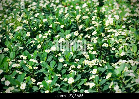 Erstaunliche weiße euphorbia Mili Blume aus dem Garten Stockfoto