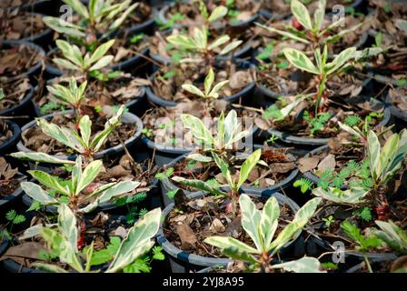 Landschaftsfotogruppe von kultivierten Euphorbia milii-Pflanzenblättern auf dem schwarzen Plastiktopf zur Dekoration am Haus Stockfoto