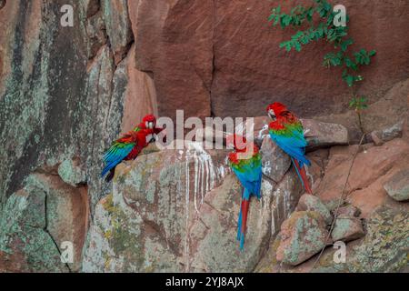 Rot-grüne Aras oder Grünflügelaras (Ara chloropterus) kämpfen um das Gebiet auf den Sandsteinklippen des Buraco das Araras (Ara Sin) Stockfoto