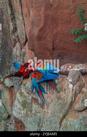 Rot-grüne Aras oder Grünflügelaras (Ara chloropterus) kämpfen um das Gebiet auf den Sandsteinklippen des Buraco das Araras (Ara Sin) Stockfoto