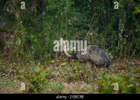 Ein männlicher Rhea (Rhea americana) in der Savanne in der Nähe der Aguape Lodge im südlichen Pantanal, Mato Grosso do Sul, Brasilien. Stockfoto