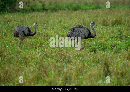 Größere Rhea (Rhea americana) in der Savanne bei der Aguape Lodge im südlichen Pantanal, Mato Grosso do Sul, Brasilien. Stockfoto