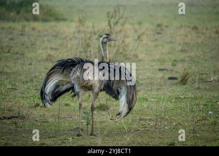 Ein männlicher Grossrhea (Rhea americana), der in der Savanne nahe der Aguape Lodge im südlichen Pantanal umwirbt, Mato Grosso do Sul, Stockfoto