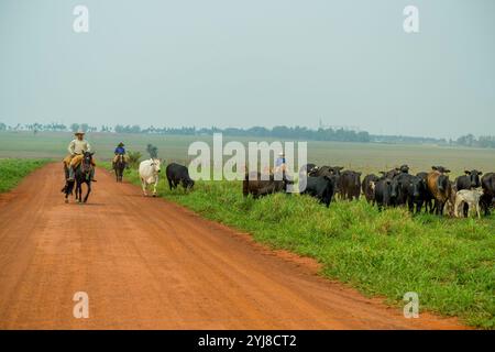 Brasilianische Cowboys, die Rinder in der Nähe von Bonito hüten, Mato Grosso do Sul, Brasilien. Stockfoto