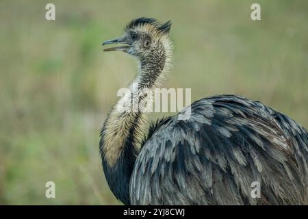 Ein männlicher Rhea (Rhea americana) in der Savanne in der Nähe der Aguape Lodge im südlichen Pantanal, Mato Grosso do Sul, Brasilien. Stockfoto