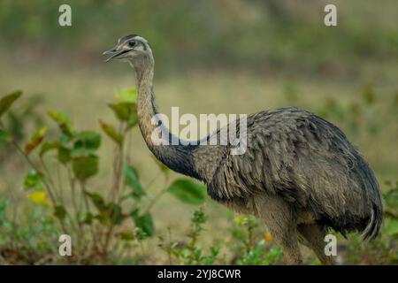 Ein männlicher Rhea (Rhea americana) in der Savanne in der Nähe der Aguape Lodge im südlichen Pantanal, Mato Grosso do Sul, Brasilien. Stockfoto